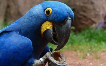 В природе вымерли редкие голубые попугаи, которые были главными героями мультфильма "Рио"