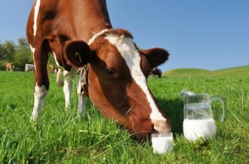 Ученые доказали пользу молока для продления жизни