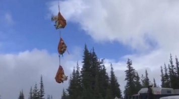 "Я лечу!": в одном из национальных парков США горных коз перевозят вертолетами на новое место обитания