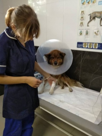 В Запорожье спасали пса, который из-за грозы упал с 3 этажа (ФОТО)