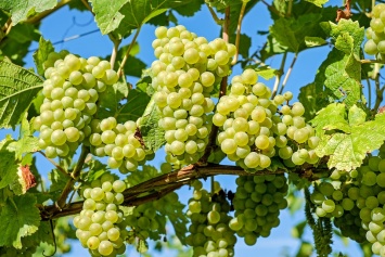 Польза для здоровья и правила выбора винограда