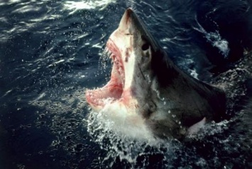 Впервые за 80 лет акула убила человека на северо-востоке США