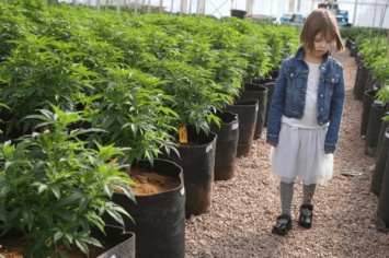 Грузия рассчитывает до 2025 года заработать 400 млн на экспорте марихуаны
