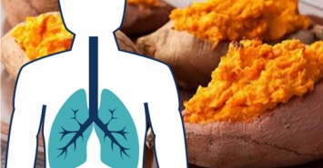 Сладкий картофель для бывших курильщиков: доказано, что он борется с эмфиземой и ростом рака легких