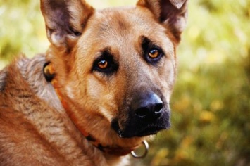 «Запредельный уровень бесчеловечности»: В Винницкой области собаку привязали к такси и потащили по асфальту