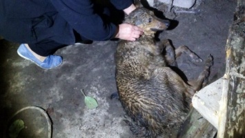 В Каменском спасатели освободили собаку, упавшую в колодец глубиной 25 метров
