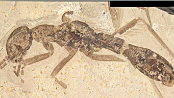 Российский ученый нашел в США останки древнего "тараканомуравья"