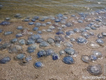 Пляж в Лузановке заполонили тысячи медуз
