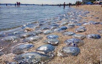 Пляж Одессы атакуют медузы