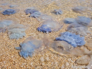 Тысячи опасных медуз выбросились на берег под Одессой, испугав отдыхающих