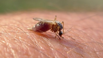 Ученые открыли гены, определяющие "вкус" человека для комаров