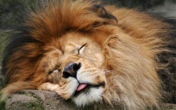 Соцсети «взорвало» видео истощенного льва в Филиппинском зоопарке