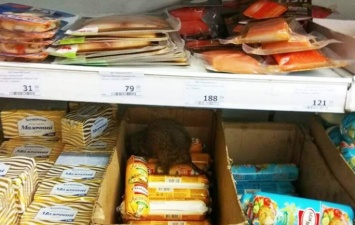 В мариупольском супермаркете на полках обнаружили крысу
