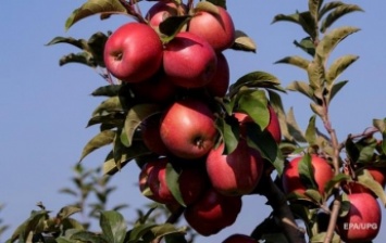 В Австралии нашли яблоки с иглами (фото)
