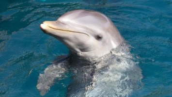 В немецком зоопарке умер старейший дельфин в неволе