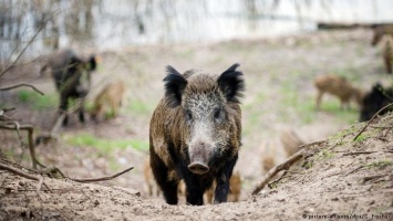 Бельгийская Валлония выделила миллион евро на борьбу с африканской чумой свиней