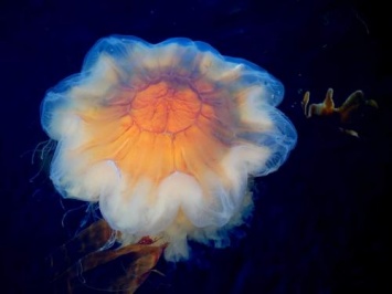 В Новой Зеландии на берег выбросило гигантскую пульсирующую медузу