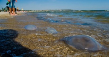 В Одессе нашествие медуз: более 500 человек пострадали (фото)
