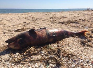 Очередной мертвый дельфин на пляже Бердянске
