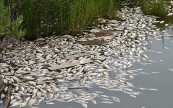 В украинских водоемах вымирает рыба