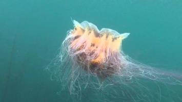 «Огромный пульсирующий ком»: В Новой Зеландии выбросило на берег гигантскую медузу
