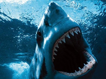 «Словно фильм ужасов»: В Австралии акула чуть не откусила ребенку ногу