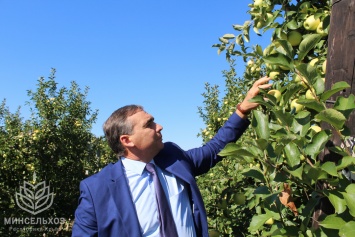 Красногвардейский район - лидер по сбору урожая яблок в Крыму