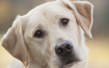 Одесситка пристрелила соседского пса в закрытом дворе (ФОТО, ВИДЕО)