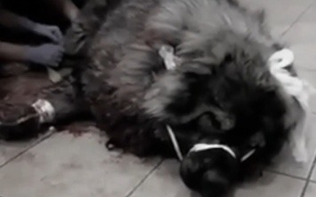 В Днепре ветеринары спасли собаку, защищавшую хозяев от грабителей