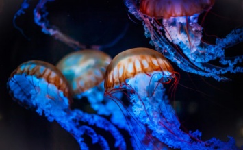 Защитники кораллов: ученые создали уникальных роботов-медуз