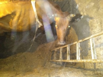 Корова провалилась в подвал (фото)