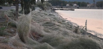 300-метровая паутина заполнила побережье в Греции (Фото)