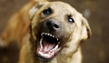 В Кривом Роге на детей нападают бездомные собаки