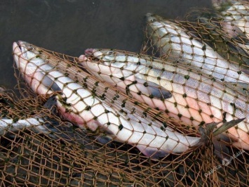 В Татарбунарском районе задержан браконьер с рыбами ценной породы (фото)