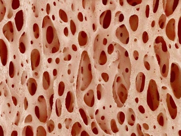 Найдены новые стволовые клетки человека для выращивания костной и хрящевой тканей
