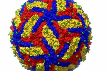 Ученые получили самый точный снимок вируса Зика