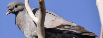 В Днепре спасатели освободили голубя, запутавшегося в ветках дерева