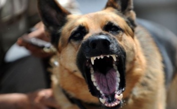 Херсонка сообщила о нападении стаи чипированных собак