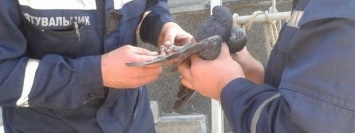 В Днепре сотрудники ГСЧС спасли голубя
