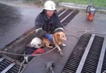 На Днепропетровщине четыре спасателя доставали собаку, которая упала в ливневку