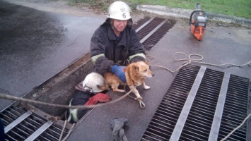 На Днепропетровщине сотрудники ГСЧС спасли собаку