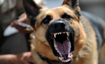 Под Полтавой - нашествие агрессивных собак