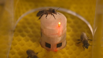 Ученые ЕС сближают пчел и роботов