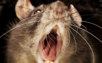 Крыса загрызла ребенка в Мариуполе: жуткие подробности и фото