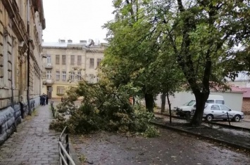 Ураган во Львовской области повалил деревья и спровоцировал ДТП. Фото
