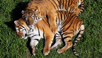 Численность тигров в Непале удвоилась, сообщают экологи