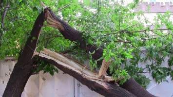 Осторожно, в Одессе ветер валит деревья