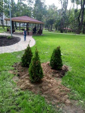 В парке Киева воры выкопали свежевысаженные деревья. Фото