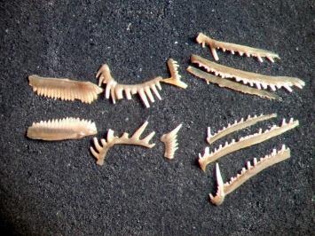Ученые выяснили, как древние хищники «лечили» зубы