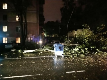 В центре Одессы дерево упало на легковушку